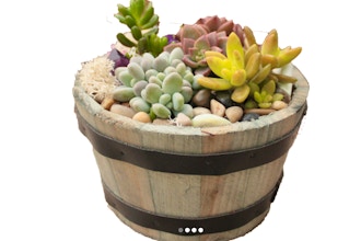 Plant Nite: Succulents in Whiskey Barrel